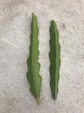 Pink Dragon Fruit Cuttings - 2 Unrooted 8-Inch Hylocereus Cactus Cuttings