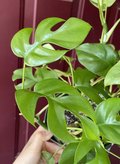Rhaphidophora tetrasperma Cuttings – Mini Monstera, 2 Unrooted Cuttings with 2 Leaves & 2 Nodes