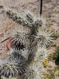 Silver Cholla Branches – Cylindropuntia echinocarpa 15–30 Dried Pieces for Crafts & Desert Décor