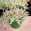 Crassula Sedum Little Missy Fully Rooted Living Plant in 4 Inch Pot