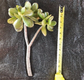 Crassula ovata Jade Succulent Live Cutting - 12-Inch Bare Cutting