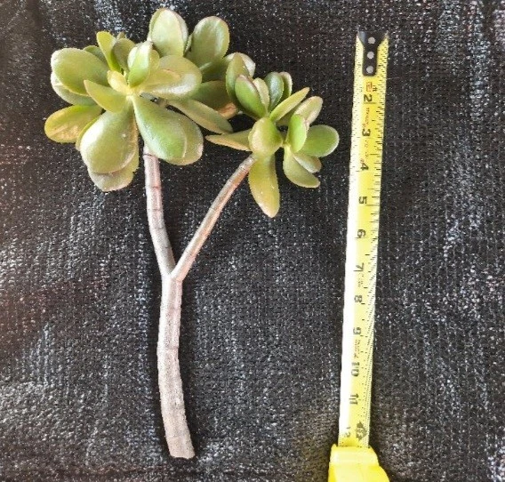 Crassula ovata Jade Succulent Live Cutting - 12-Inch Bare Cutting