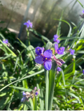 Virginia Spiderwort Cuttings (Tradescantia virginiana) - 12 Unrooted Cuttings