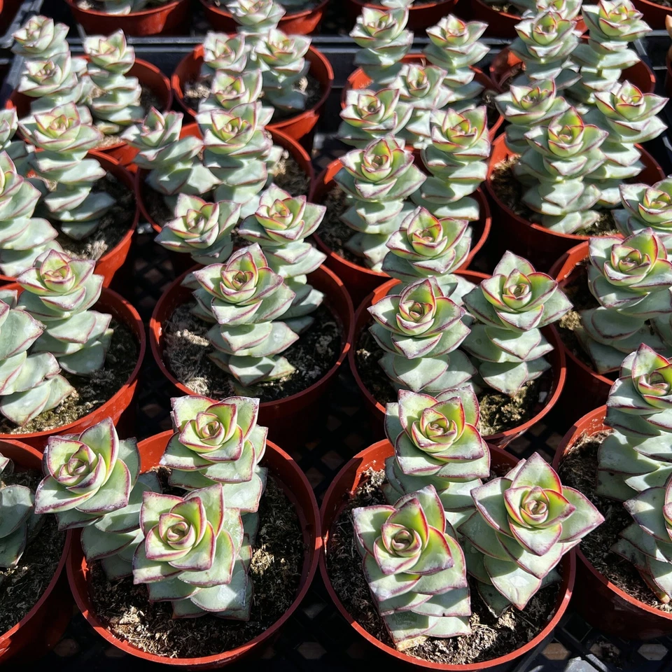 Crassula perforata (String of Buttons) - Live Rooted Succulent in 4-Inch Planter