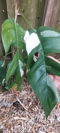 Epipremnum pinnatum Variegated Cutting - Live Unrooted Vine Cutting