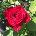 Kashmir Rose Cuttings – 6 Live Unrooted Cuttings for Propagation