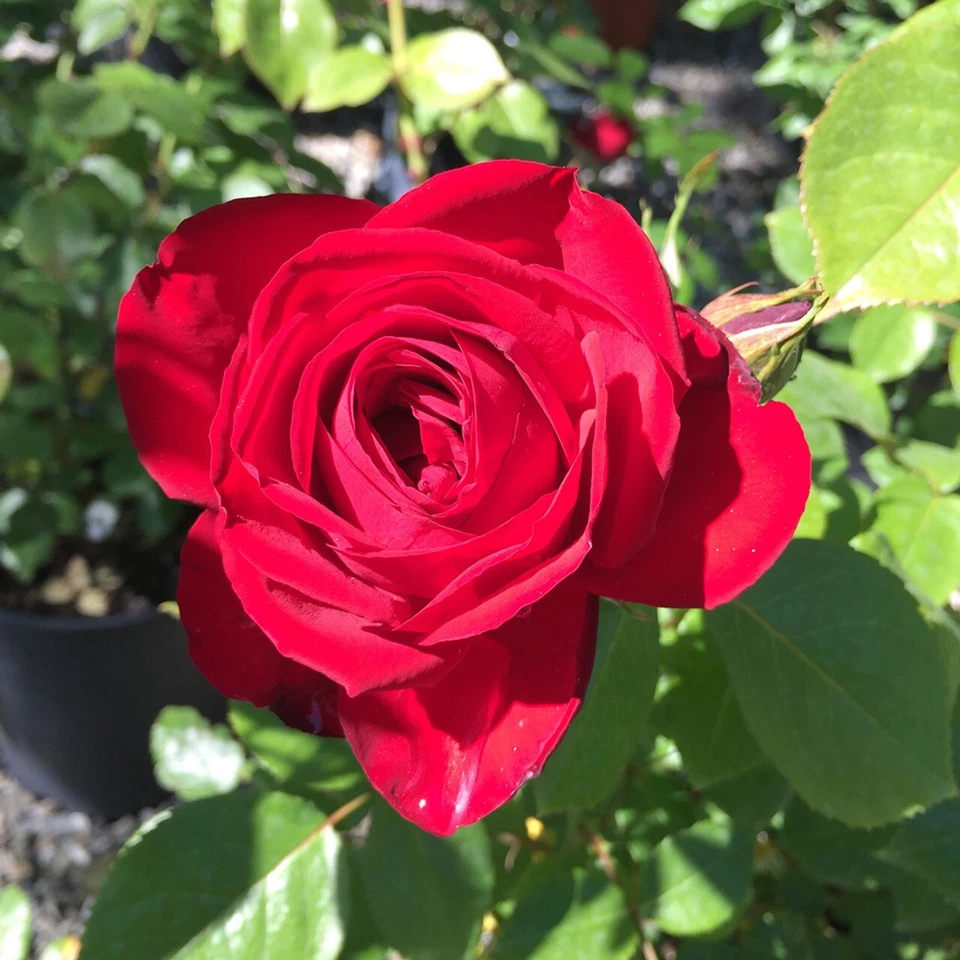 Kashmir Rose Cuttings – 6 Live Unrooted Cuttings for Propagation