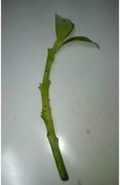 Fuerte Avocado Scion Cuttings for Grafting – 4 Fresh Cuttings for Grafting