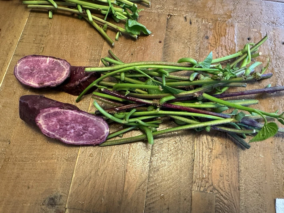 Japanese Molokai Sweet Purple Potato Slips - 25 Live Ipomoea batatas Cuttings