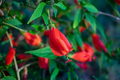 Malvaviscus arboreus Red Turk’s Cap Cuttings – 6 Unrooted Red Sleeping Hibiscus Starter Plants