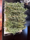 Fresh Rosemary Cuttings – 10 Organic Rosmarinus officinalis Stems for Propagation & Culinary Use