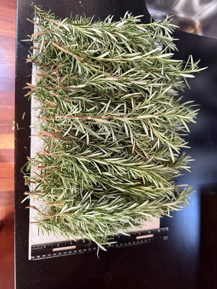 Fresh Rosemary Cuttings – 10 Organic Rosmarinus officinalis Stems for Propagation & Culinary Use