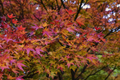 Japanese Maple Cuttings – 15 Fresh Acer palmatum Cuttings 8–12" Tall