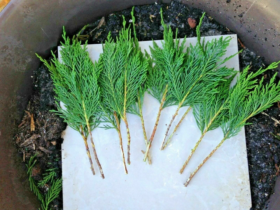 Leyland Cypress Cuttings - 20 Live 7–8 inch Starter Cuttings for Privacy Screens