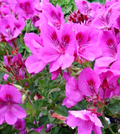 Regal Geranium Pelargonium Cuttings - 3 Live Unrooted 6-Inch Purple-Pink
