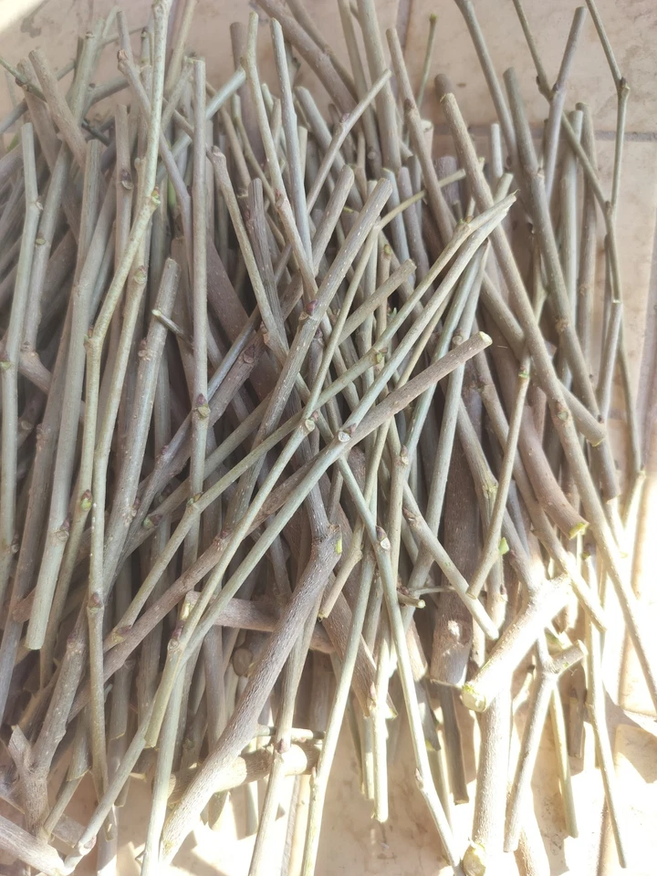 Shangri-La Mulberry Cuttings (12) - Fresh Morus Scions for Rooting or Grafting