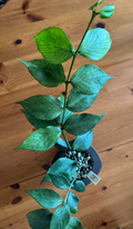 Hoya Polyneura 'Silver' Node Cutting — Live unrooted cutting for propagation