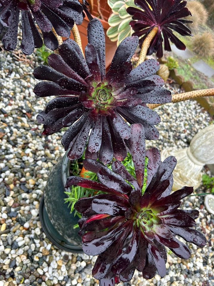 Black Rose Aeonium Arboreum 'Zwartkop' Cuttings - 2 Unrooted 3-4" Live Succulent Cuttings
