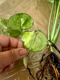 Syngonium Berry Allusion Rooted Cutting – Pink Green Arrowhead Plant Starter