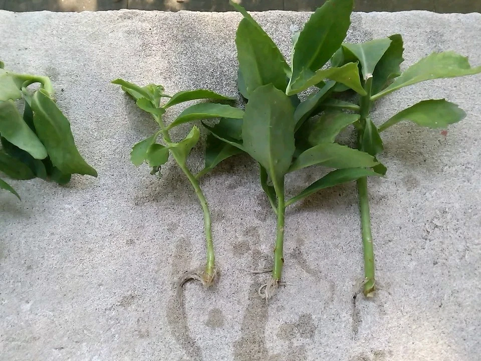 Sedum Autumn Joy Cuttings – Unrooted 3-Pack