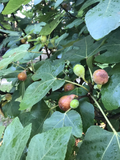 Brown Turkey Fig Tree Cuttings (Ficus carica) - 5 Bare 6-8 inch Cuttings for Propagation