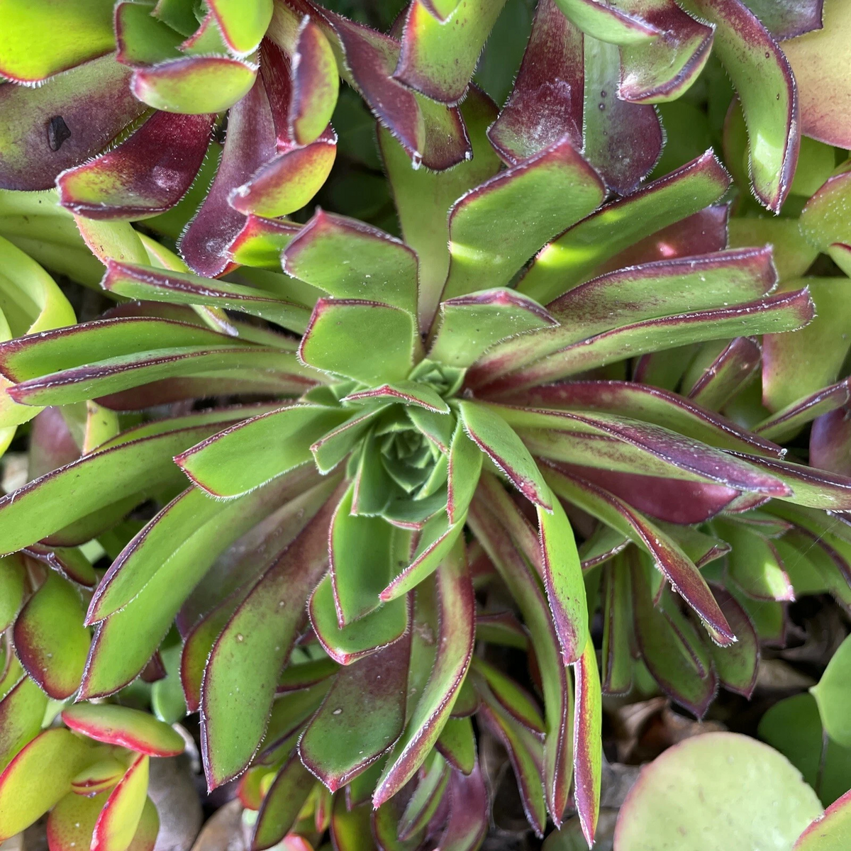 Aeonium Merlot Succulent Cuttings – Set of 3, Bare Cuttings
