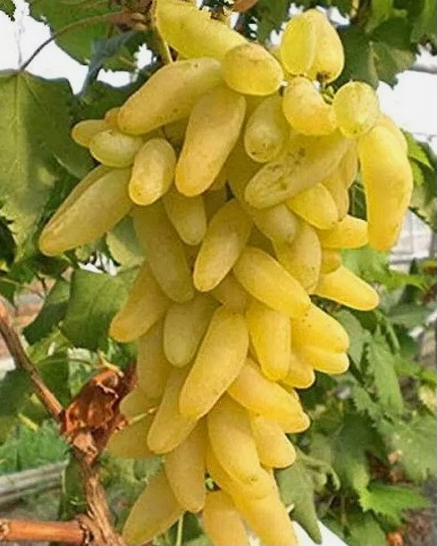 Golden Fingers Grape Cuttings - 3 Unrooted Vitis vinifera Golden Fingers Cuttings for Rooting or Grafting