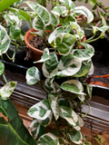 N’Joy Pothos Cuttings - Epipremnum aureum Unrooted (3 stems) Variegated Houseplant