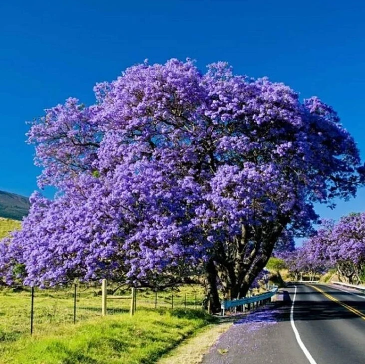 Blue Jacaranda Live Tree – Jacaranda mimosifolia, 8–10 Inch 1 Year Old, Potted