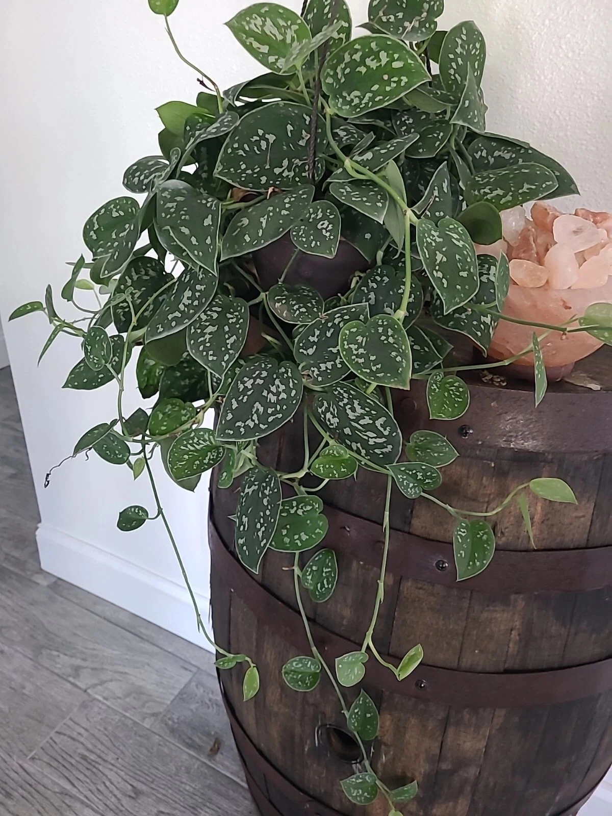 Silver Satin Pothos Unrooted Node Cutting — 3 Nodes, Trailing Scindapsus pictus