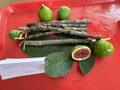 Fig Tree Cuttings Set – 6 Unrooted Cuttings (Alma & Desert King) Ficus carica