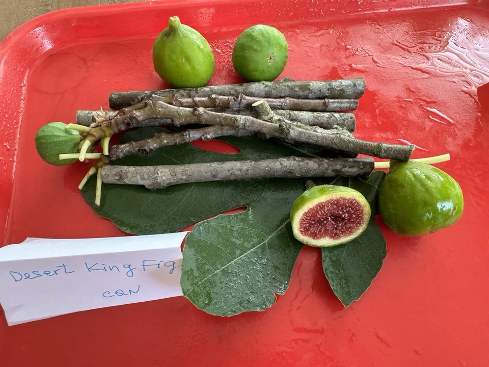 Fig Tree Cuttings Set – 6 Unrooted Cuttings (Alma & Desert King) Ficus carica