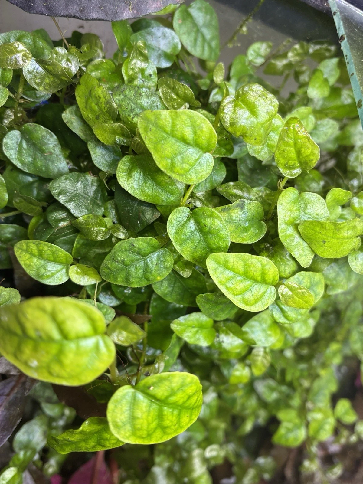 Ficus pumila Creeping Fig Cuttings – 3 Unrooted 4–6 In. Indoor Vine