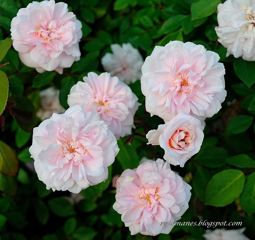 Cecile Brunner Antique Rose Cuttings (Unrooted) – 15 Live Rose Cuttings for Propagation