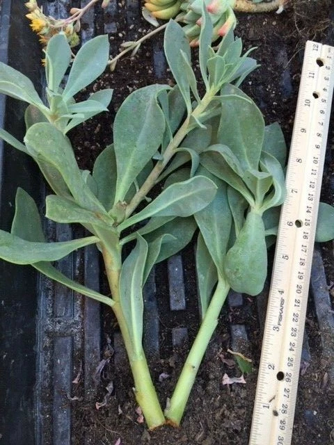 Rock Purslane Cuttings (Calandrinia spectabilis) – 6 Live Cuttings, Magenta-Purple Blooms, Drought-Tolerant Succulent Perennial