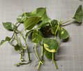 Golden Pothos Rooted Cuttings – 5 Live Epipremnum aureum for Indoor Planting