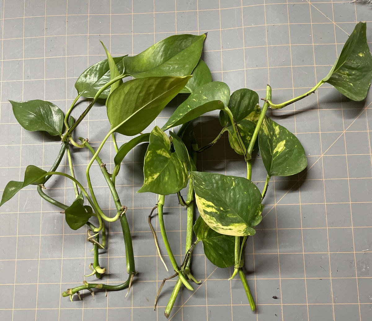 Golden Pothos Rooted Cuttings – 5 Live Epipremnum aureum for Indoor Planting