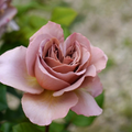 Cafe Latte Rose Cuttings Unrooted - 3 Rare Unrooted Rose Cuttings for Rooting or Grafting