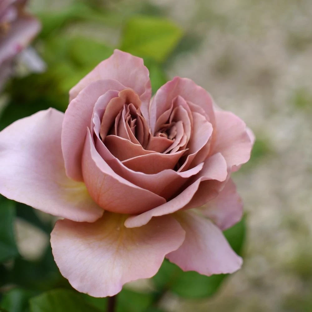 Cafe Latte Rose Cuttings Unrooted - 3 Rare Unrooted Rose Cuttings for Rooting or Grafting