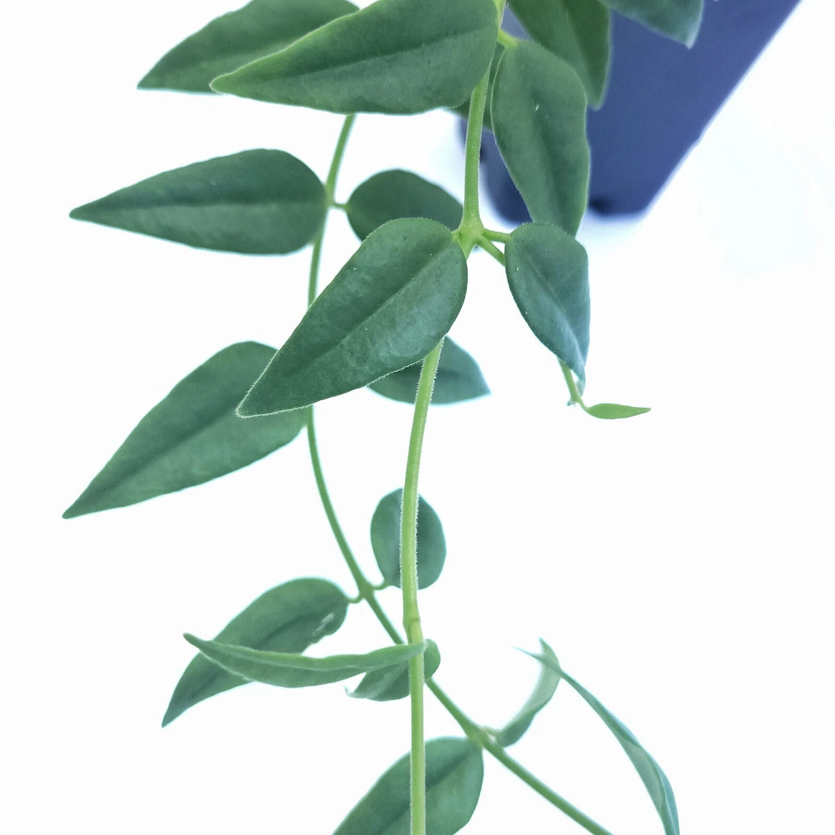 Hoya bella Cutting | Live Unrooted Hoya bella Stem for Propagation