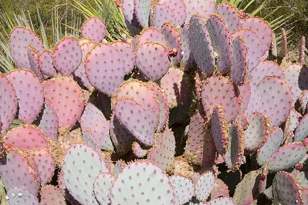 Opuntia Durazilla Purple Prickly Pear Cactus Pad (Unrooted) – 1 Live Nopal Starter Pad