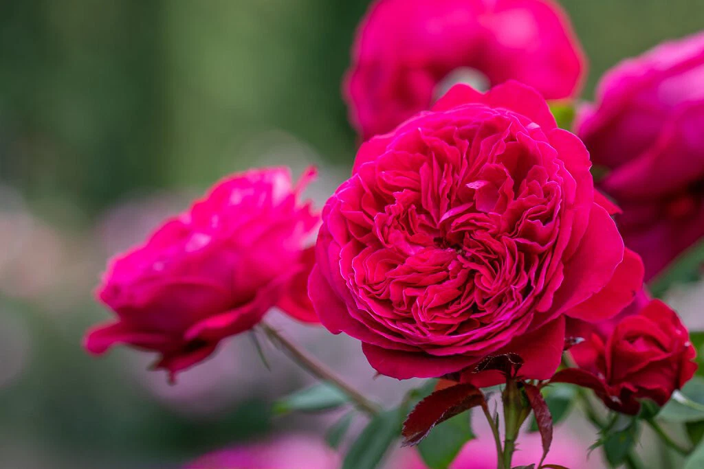 Rouge Royal Red Rose Cuttings – 3 Live Unrooted Cuttings for Rooting or Grafting