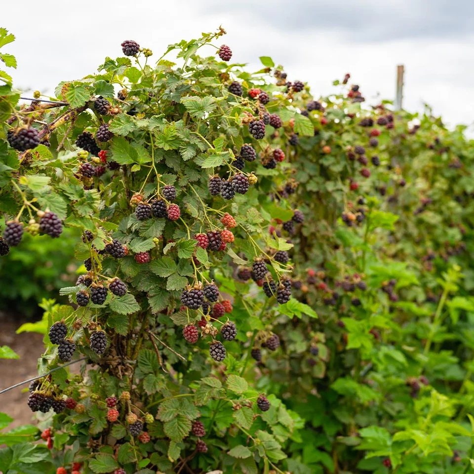 Apache Thornless Blackberry Plant - Live Starter Plug (Rubus fruticosus) 5–9