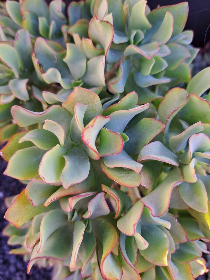 Ripple Jade Cuttings - 5 Crassula arborescens subsp. undulatifolia (Ruffle Jade) Easy Rooting