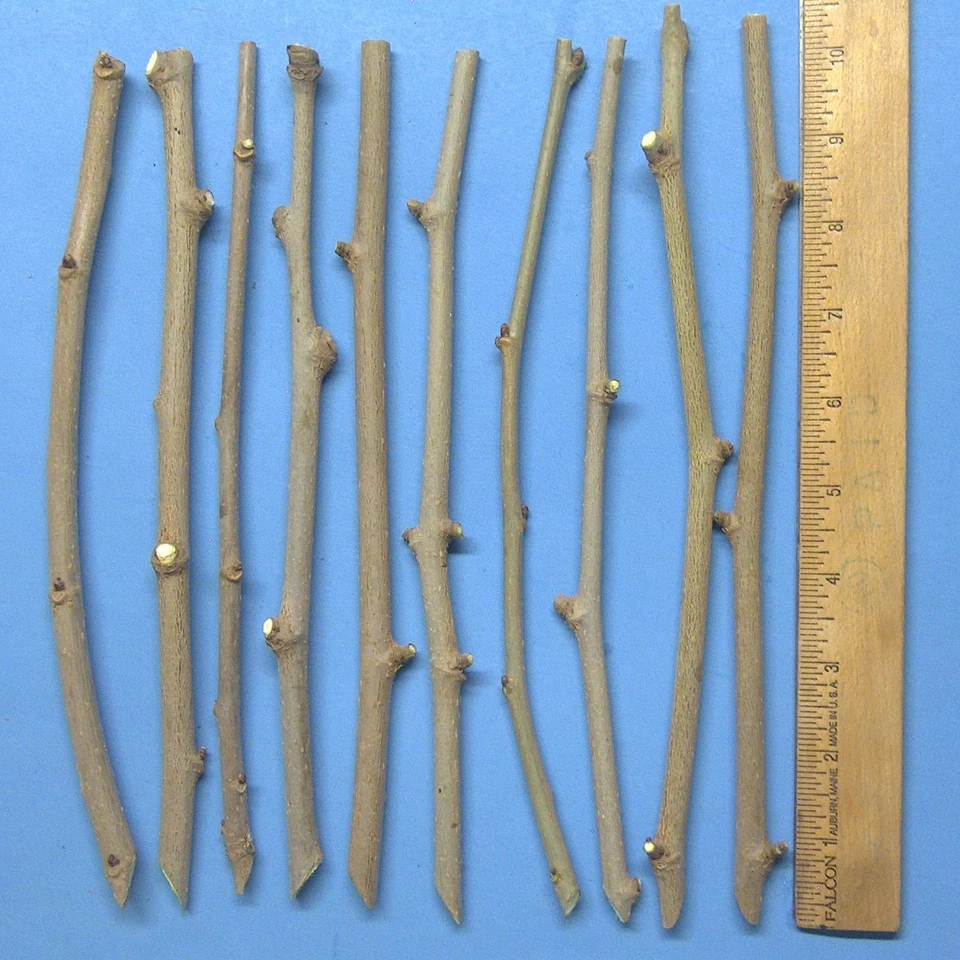 White Mulberry Cuttings (Morus alba) - 10 Unrooted Cuttings for Grafting or Rooting