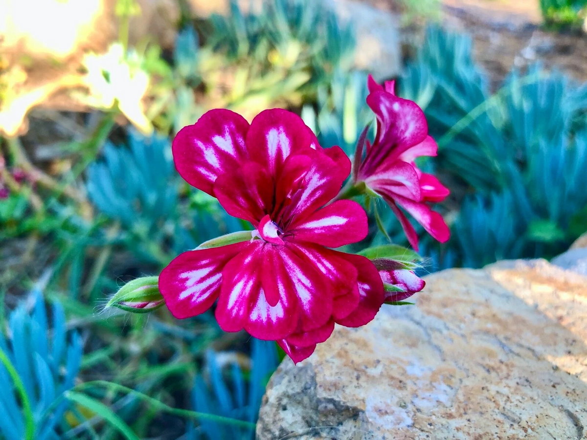 Pelargonium peltatum Trailing Ivy Geranium Cutting – 6" Unrooted Pink & White