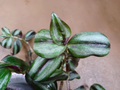 Tradescantia Zebrina ‘Silver Smudge’ Cuttings – Live Unrooted Wandering Jew for Indoor Growing