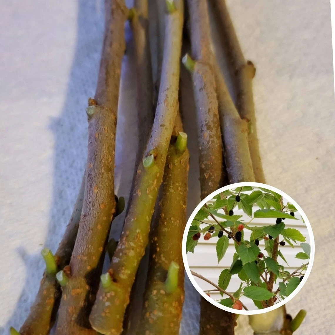 Mulberry Tree Cuttings - 10 Unrooted Live Morus Cuttings (8"+), Propagation