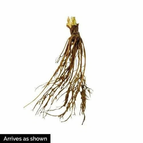 Honeoye Strawberry Plants (25 Bare Root) – June-Bearing, Cold-Hardy, Early Harvest