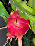 Dragon Fruit Cuttings 24-36" | Extra-Large Live Cutting for Fast Rooting, Climbing Cactus